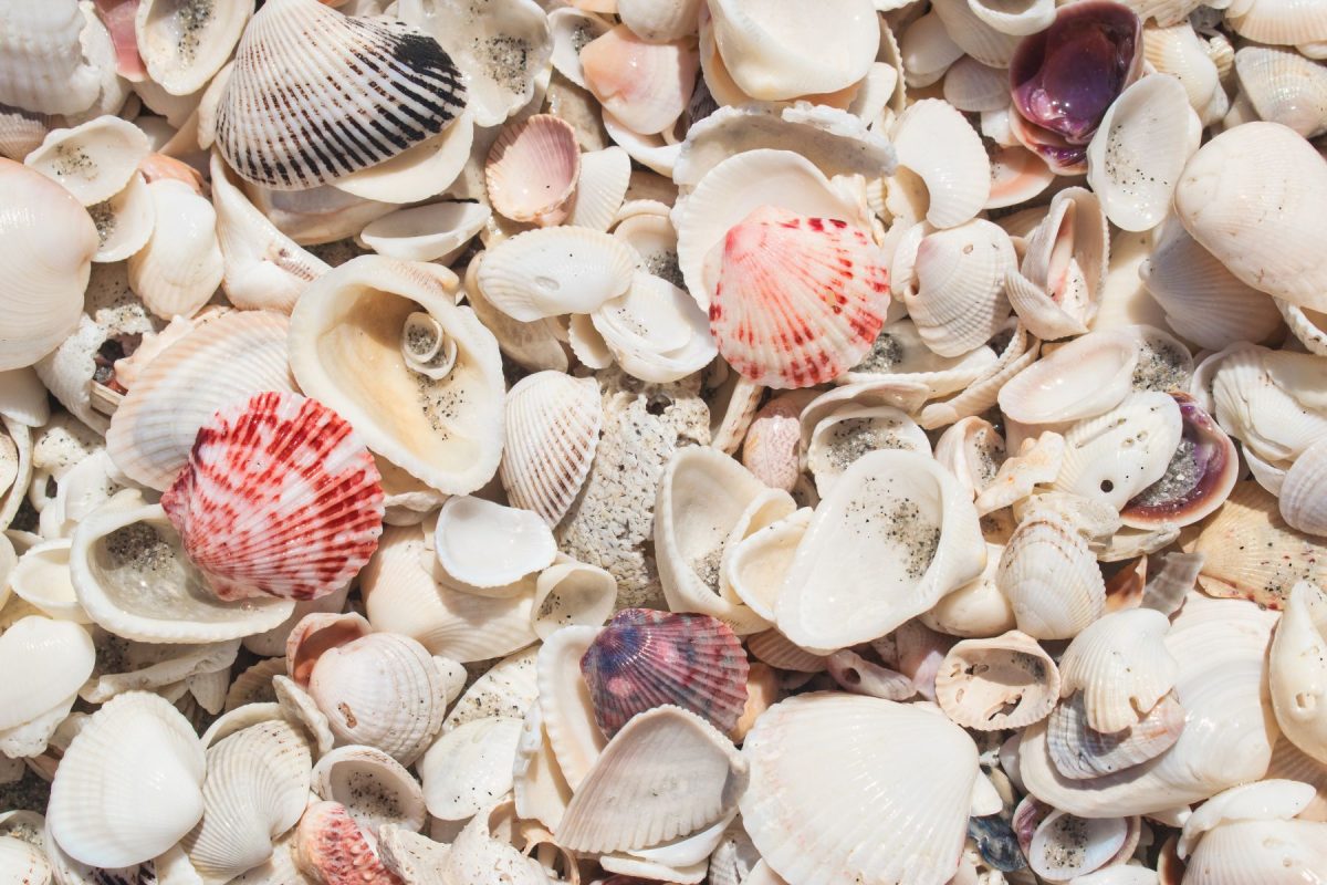 Sanibel shell Museum shells scattered in huge piles